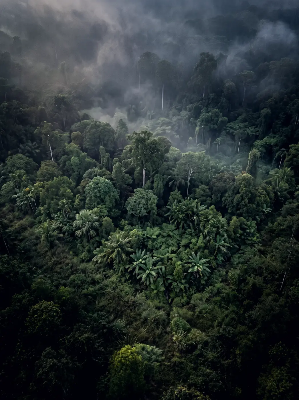 Rainforest seen from above